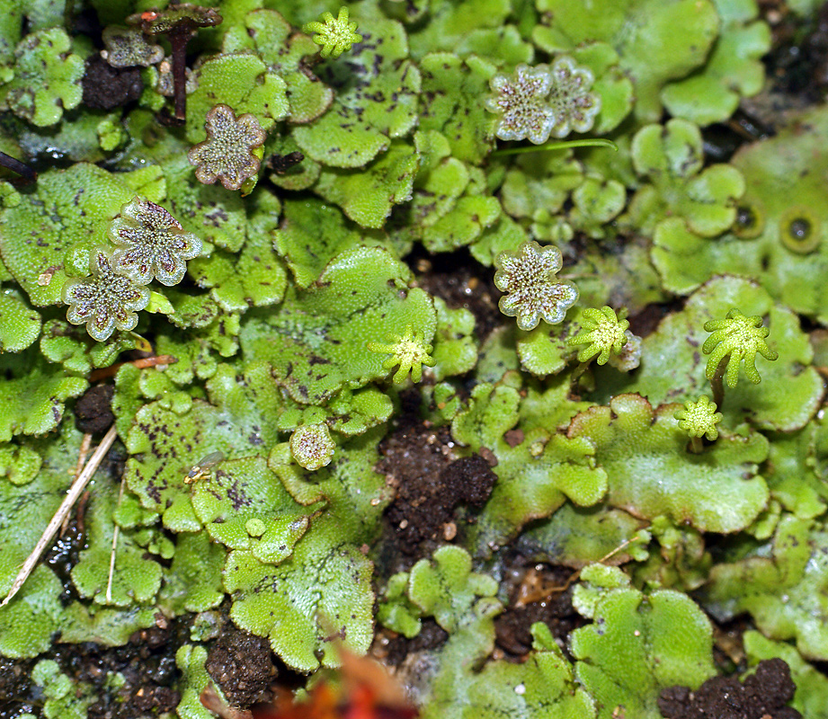 Изображение особи Marchantia polymorpha.