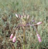 Allium praescissum