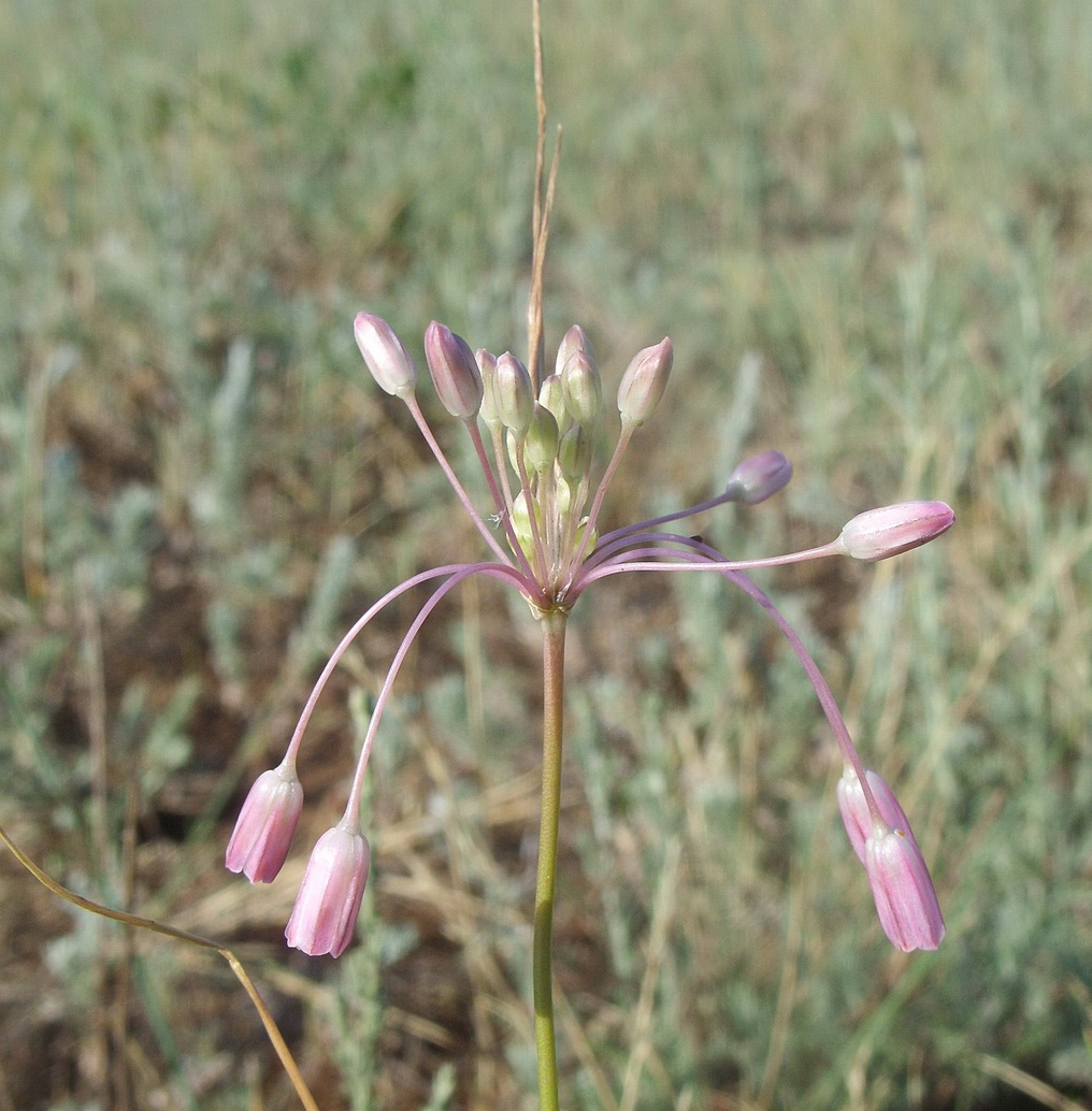 Image of Allium praescissum specimen.