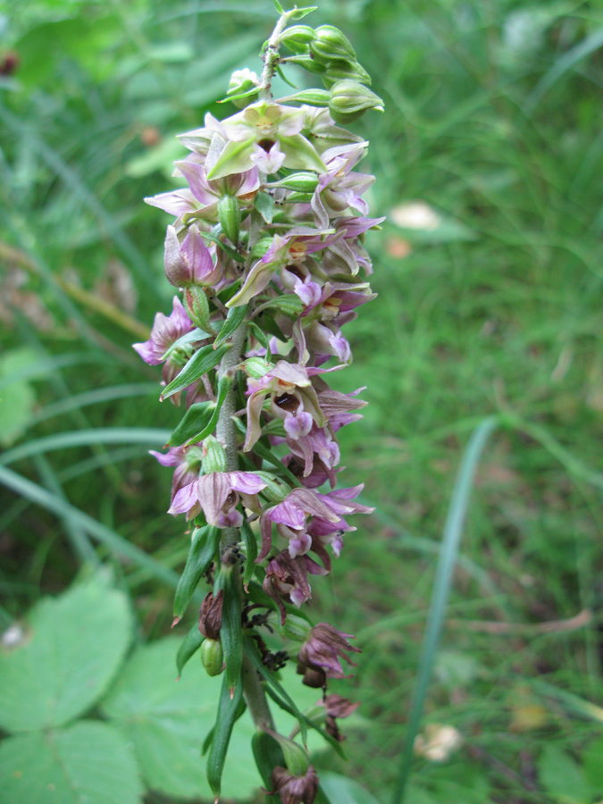 Изображение особи Epipactis helleborine.