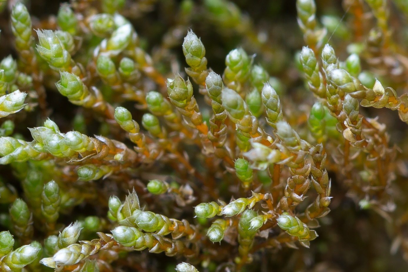 Изображение особи Bryum argenteum.