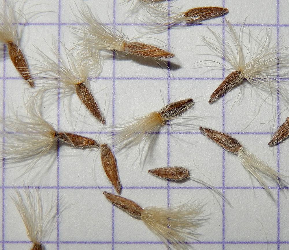Image of Galatella linosyris specimen.