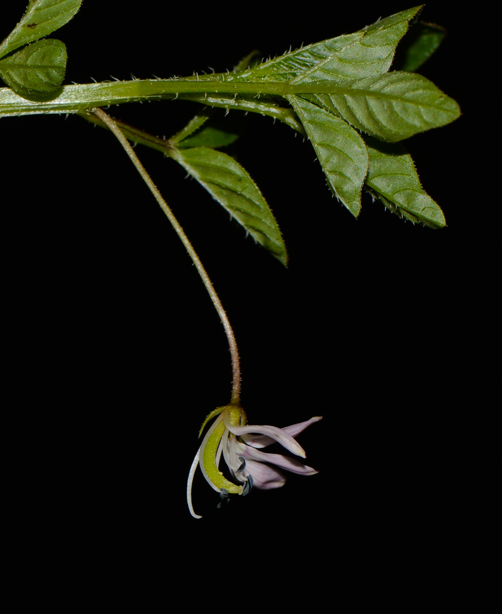 Image of Cleome rutidosperma specimen.