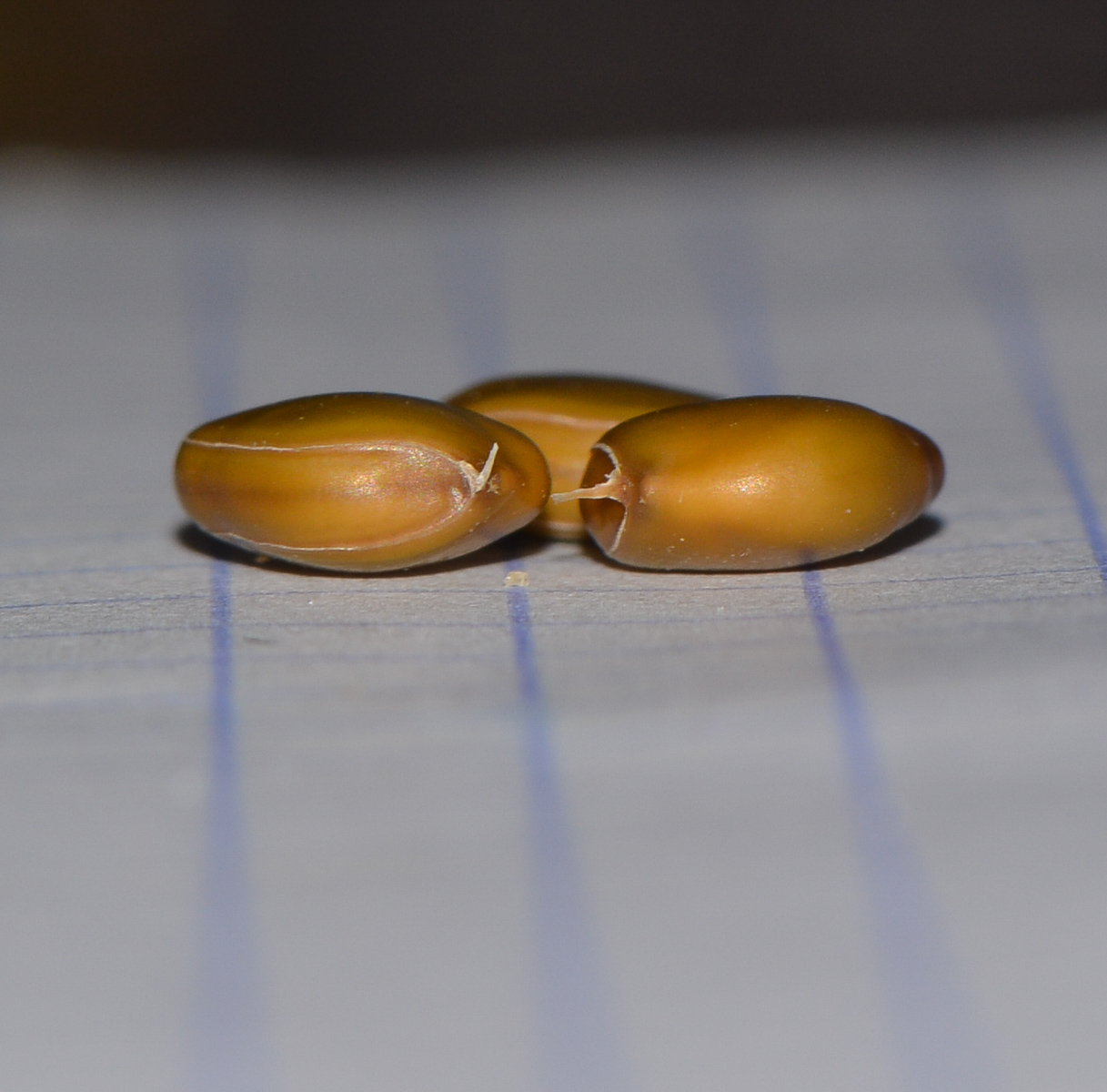 Image of genus Bauhinia specimen.