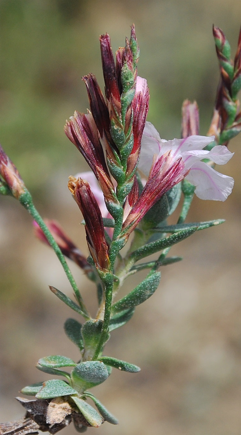 Image of Acantholimon ekatherinae specimen.