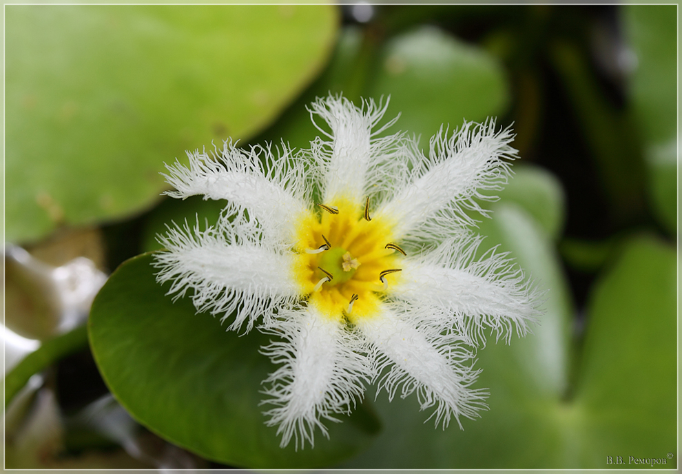 Изображение особи Nymphoides indica.