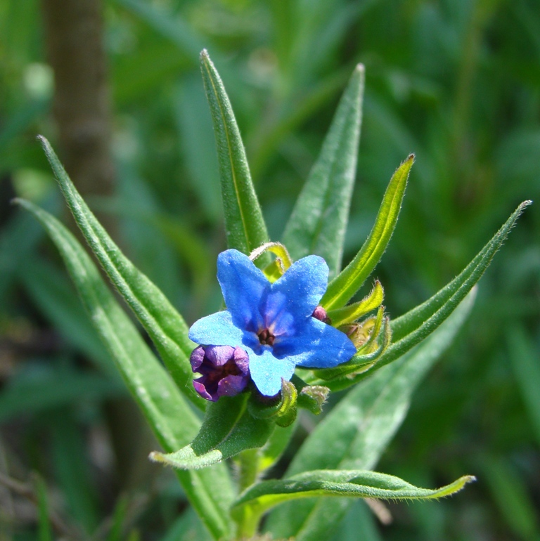 Изображение особи Aegonychon purpureocaeruleum.