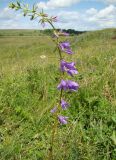 Campanula rapunculoides. Верхушка побега с соцветием. Республика Мордовия, Ромодановский р-н, окр. с. Вырыпаево, луг на открытом склоне. 16 июля 2015 г.