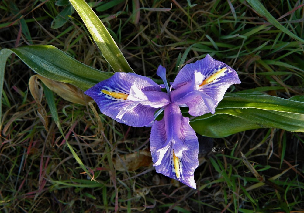 Image of Juno planifolia specimen.