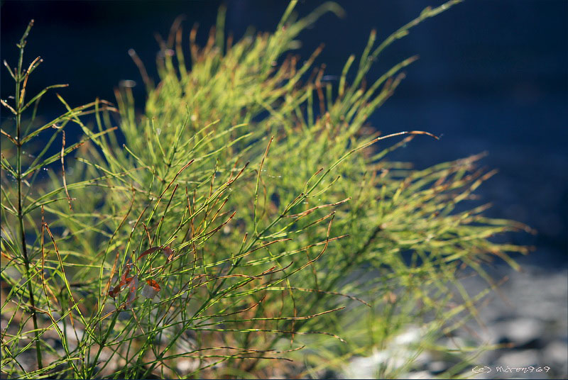 Изображение особи Equisetum arvense.