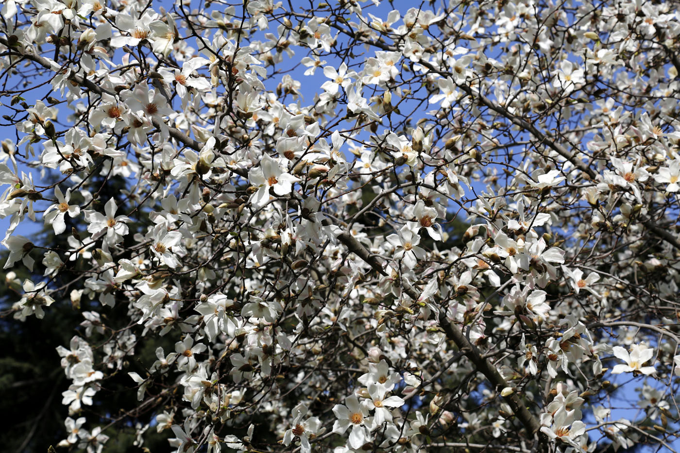 Image of Magnolia kobus specimen.