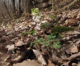 Corydalis teberdensis