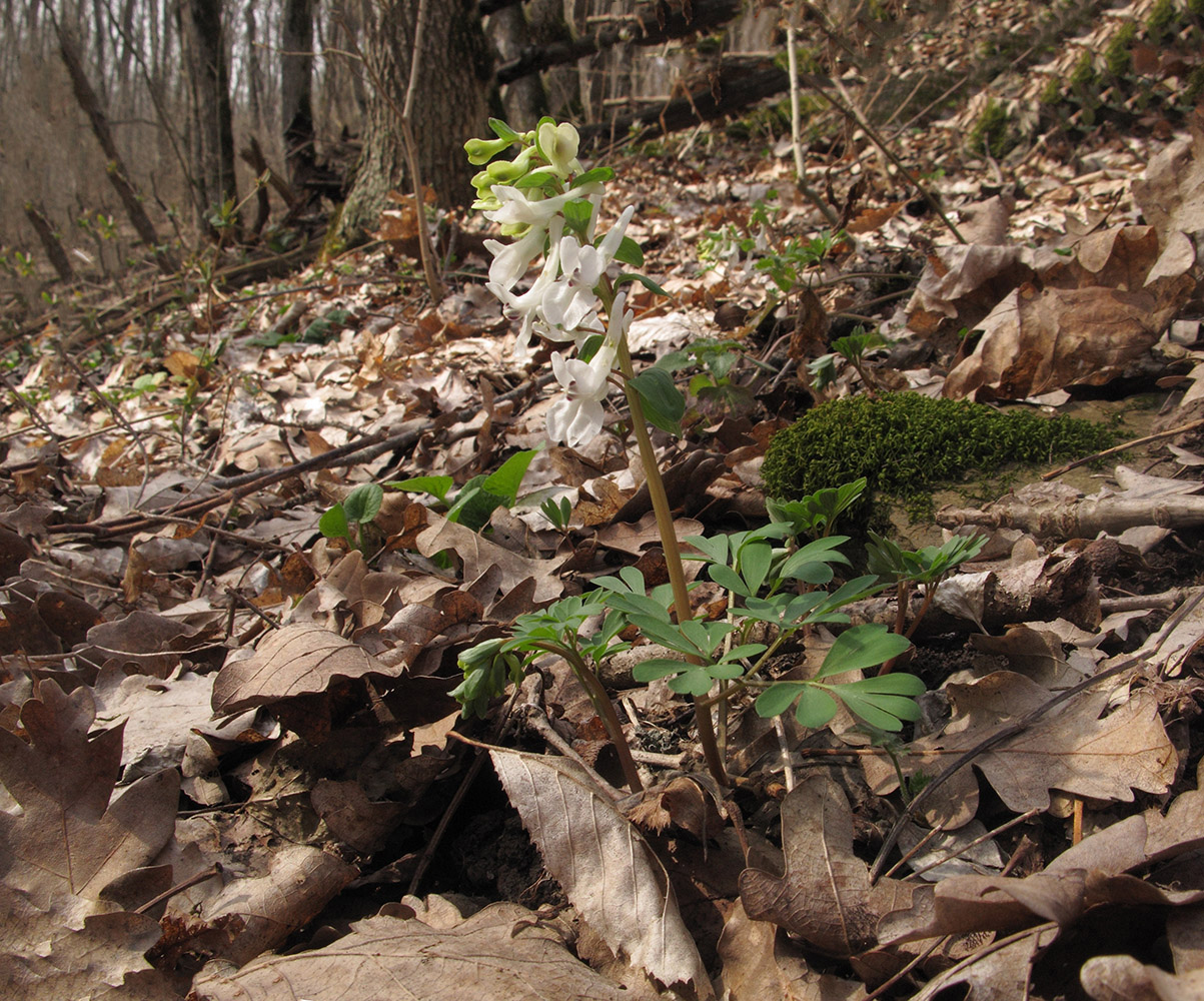 Изображение особи Corydalis teberdensis.