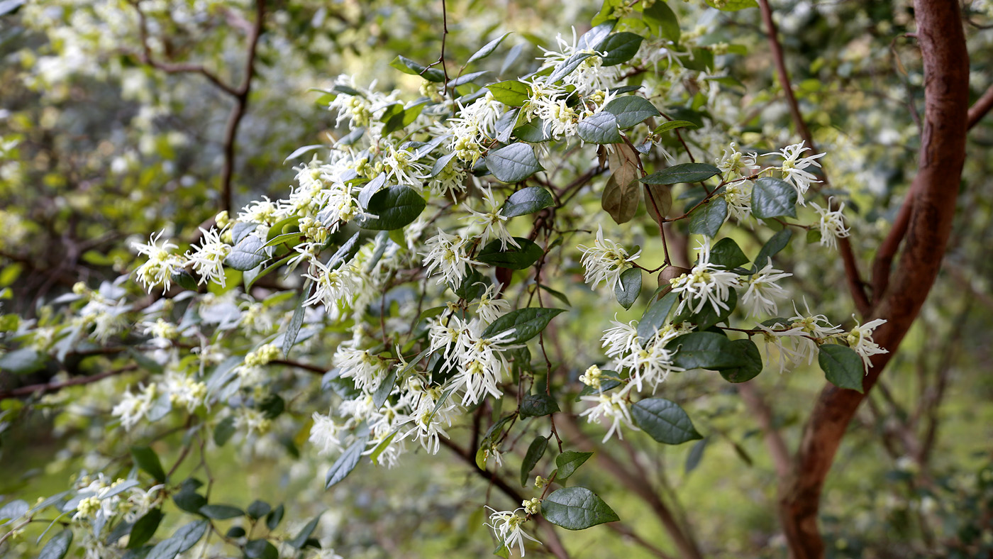 Изображение особи Loropetalum chinense.