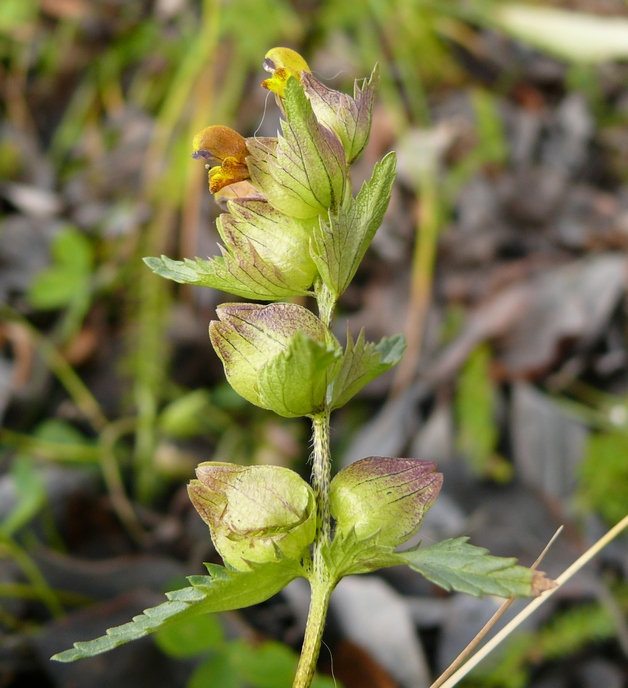 Image of Rhinanthus groenlandicus specimen.