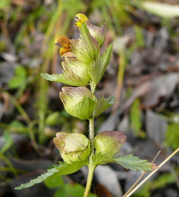 Изображение особи Rhinanthus groenlandicus.