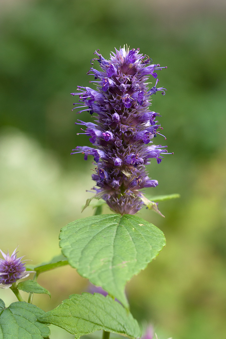 Изображение особи Agastache rugosa.