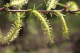 Salix eleagnos