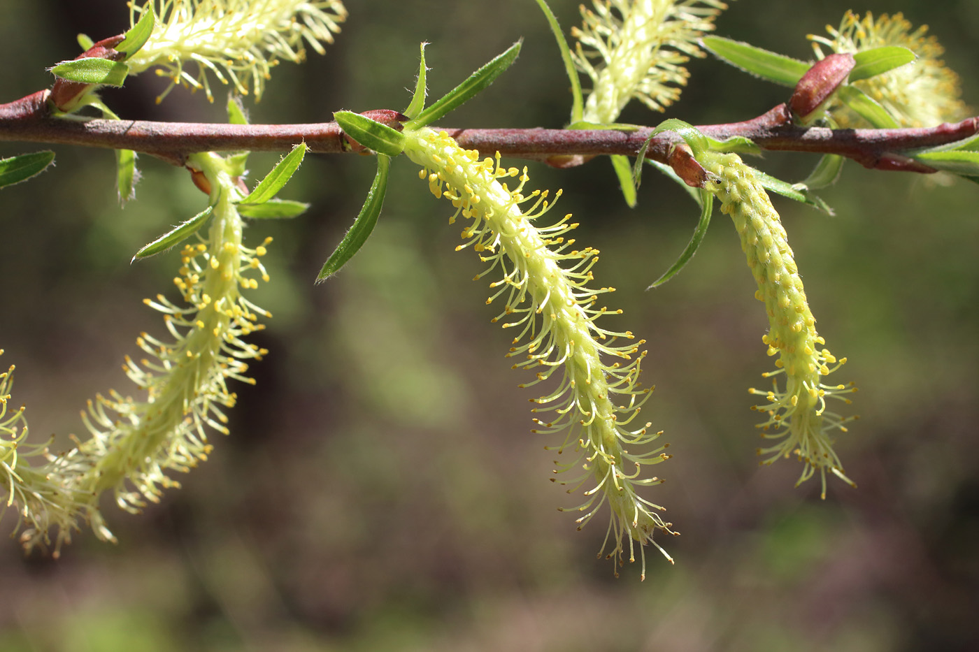 Изображение особи Salix eleagnos.