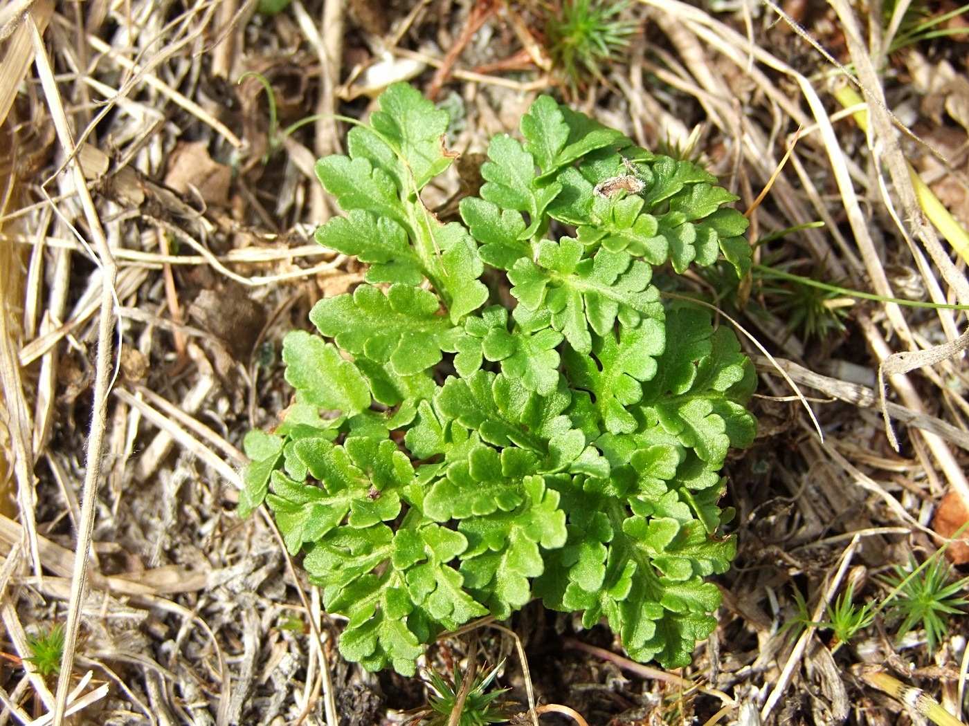 Image of Botrychium multifidum specimen.