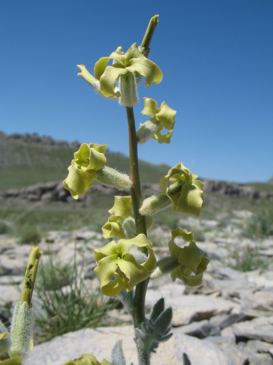 Image of Matthiola tianschanica specimen.