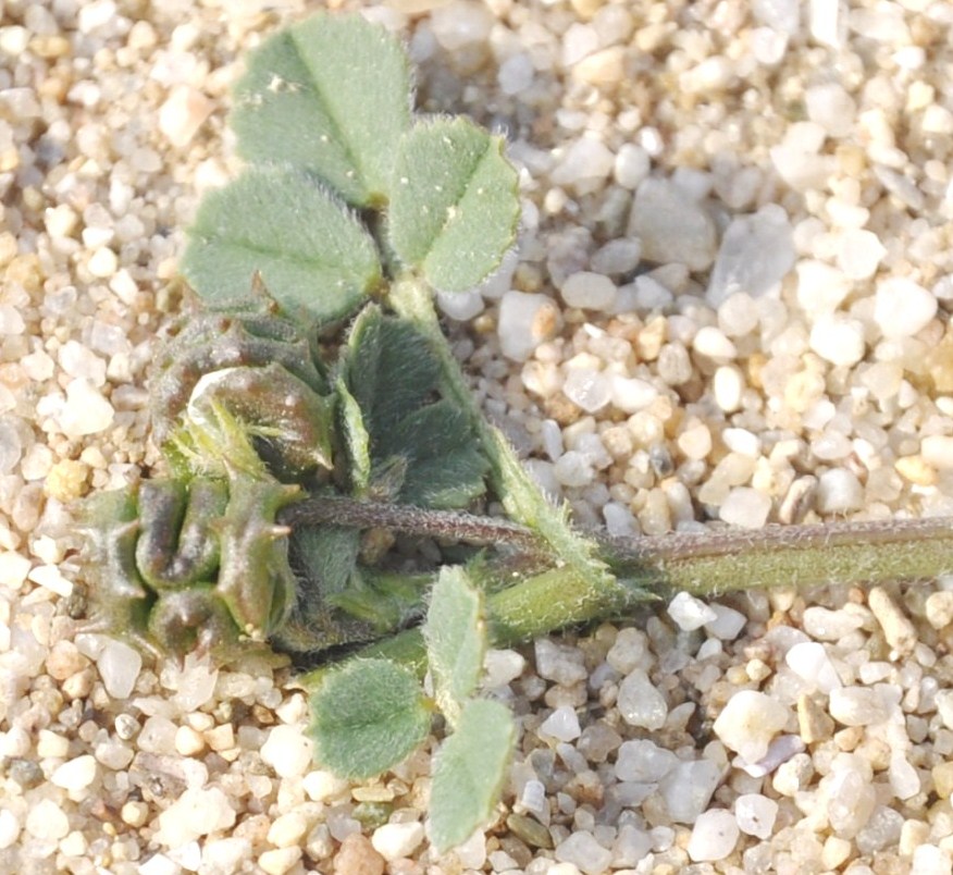 Изображение особи род Medicago.