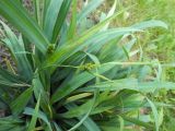 Carex laxiculmis