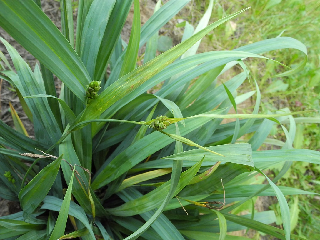 Изображение особи Carex laxiculmis.