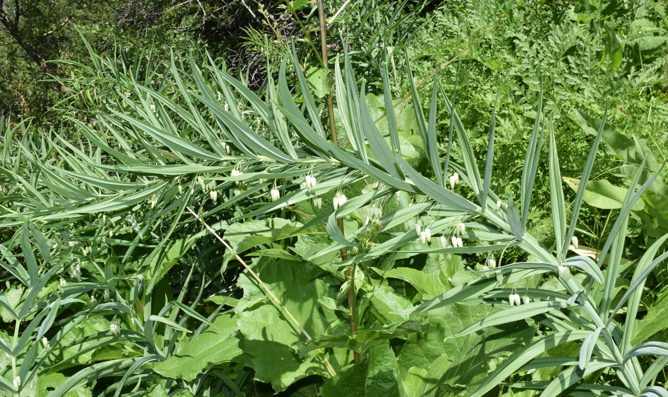 Изображение особи Polygonatum sewerzowii.