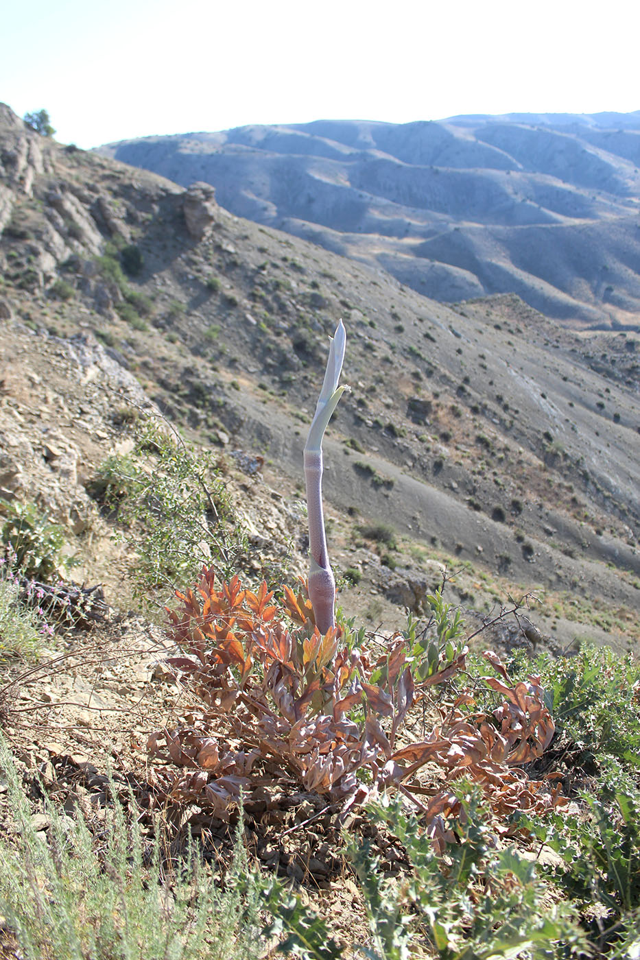 Image of Dorema aitchisonii specimen.