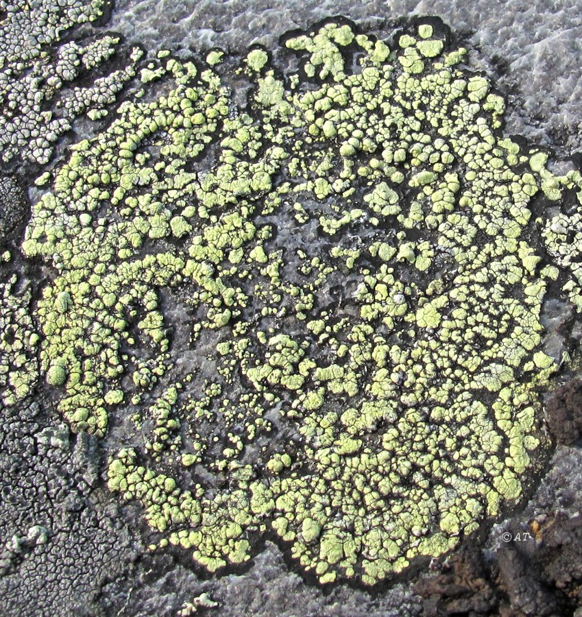 Image of genus Rhizocarpon specimen.
