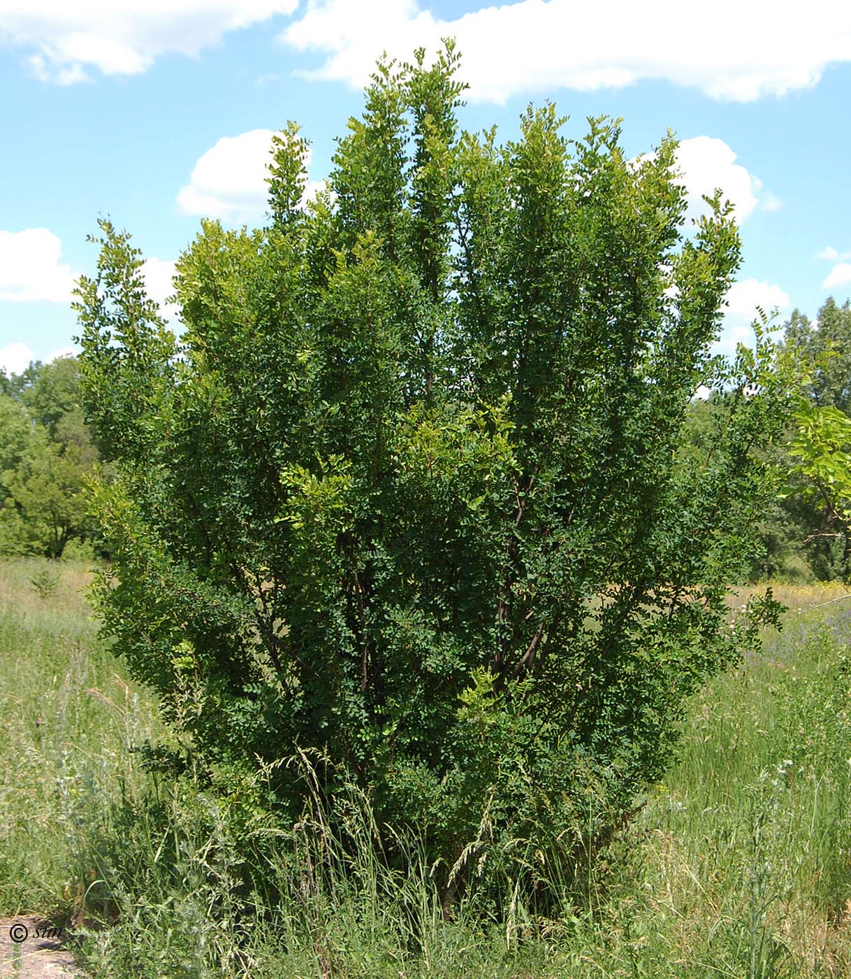 Изображение особи Caragana arborescens.