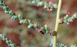 Salsola dendroides. Часть цветущего растения с фуражирующим муравьём. Узбекистан, г. Ташкент; остатки исторического памятника \"Актепа Чиланзарский\", оплывший лёссовый холм. 25.06.2017.