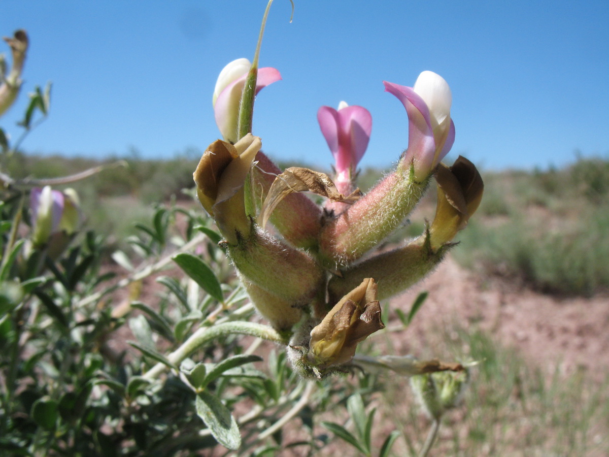 Image of Astragalus aulieatensis specimen.