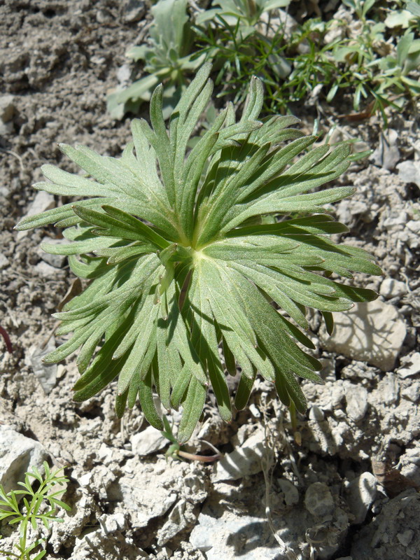 Image of Delphinium fissum specimen.