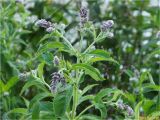 Mentha longifolia. Верхушка расцветающего растения. Украина, Ивано-Франковская обл., Долинский р-н, Шевченковский сельсовет, окр. с. Мысливка, на лугу среди кустарниковых насаждений. 07.07.2017.