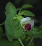 Image of taxon representative. Author is Игорь Павлов