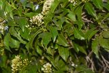 Pittosporum rhombifolium
