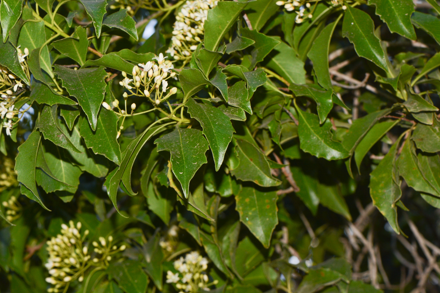 Image of Pittosporum rhombifolium specimen.