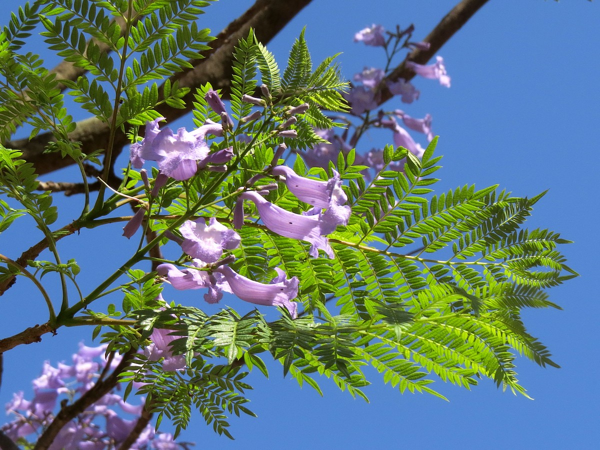 Image of Jacaranda mimosifolia specimen.