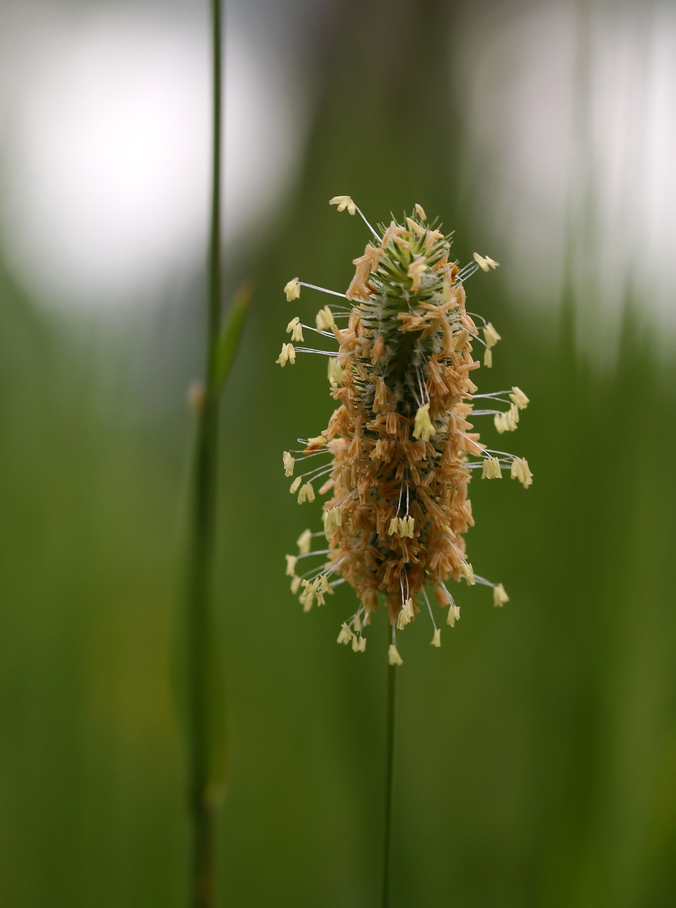 Изображение особи Phleum pratense.