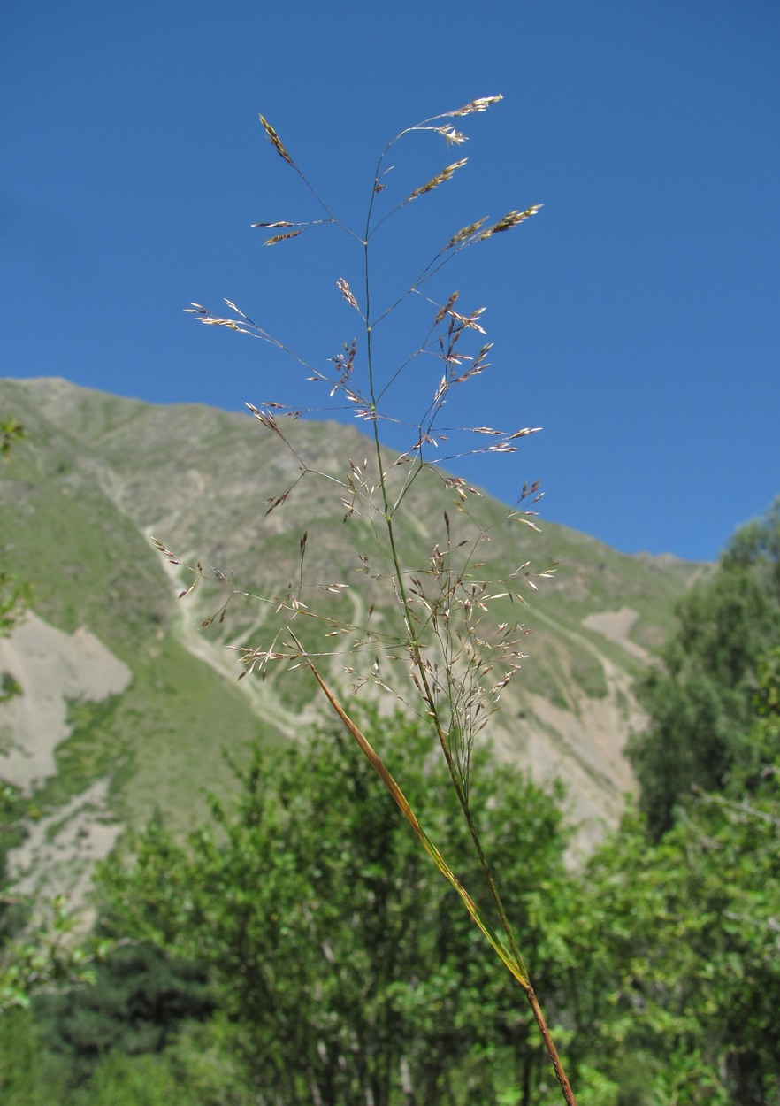 Изображение особи Agrostis gigantea.