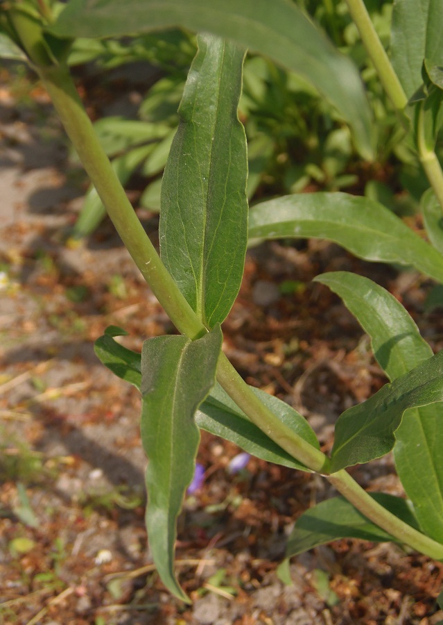 Image of familia Scrophulariaceae specimen.