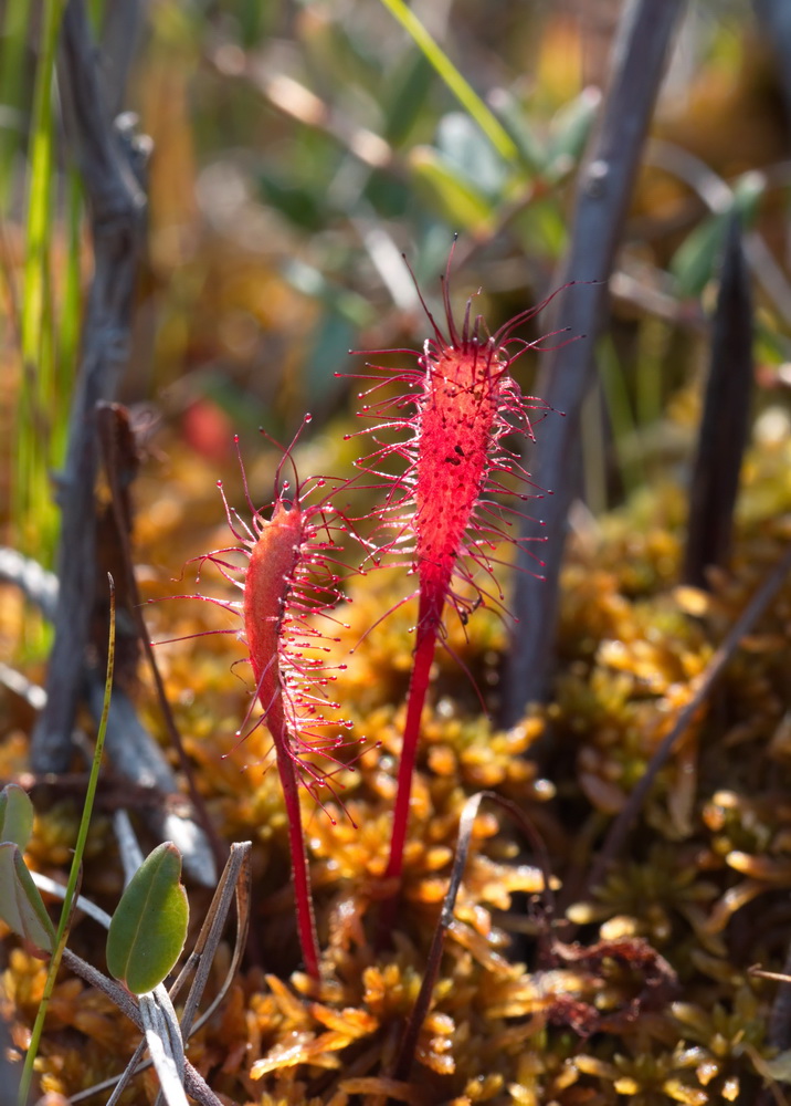 Изображение особи Drosera anglica.
