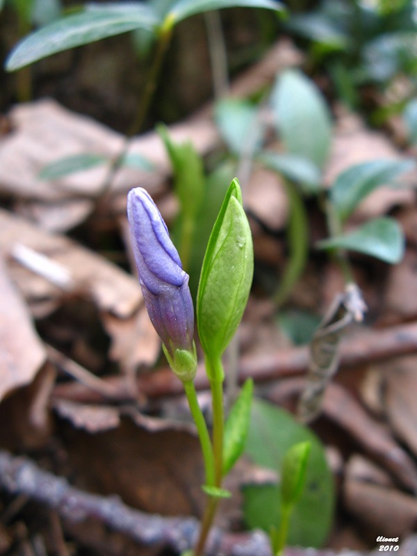 Image of Vinca minor specimen.