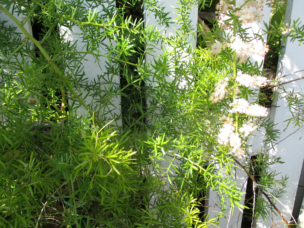 Image of Asparagus densiflorus specimen.