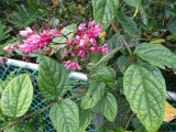 Clerodendrum &times; speciosum