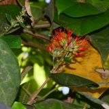 Combretum microphyllum