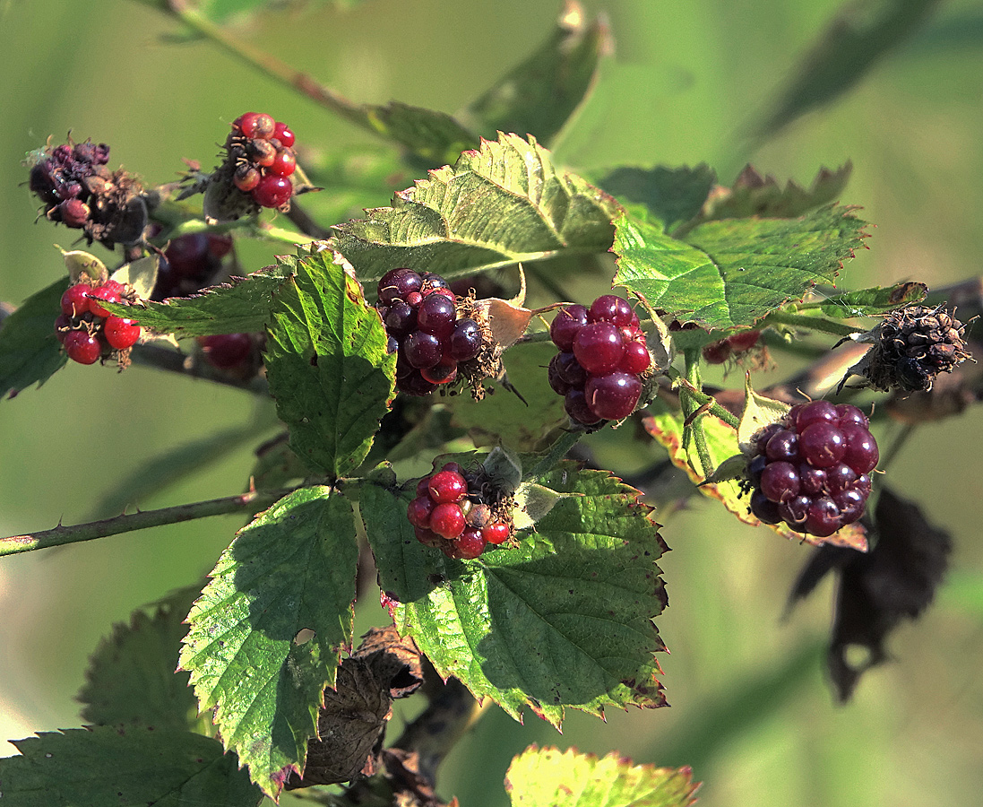 Изображение особи Rubus nessensis.