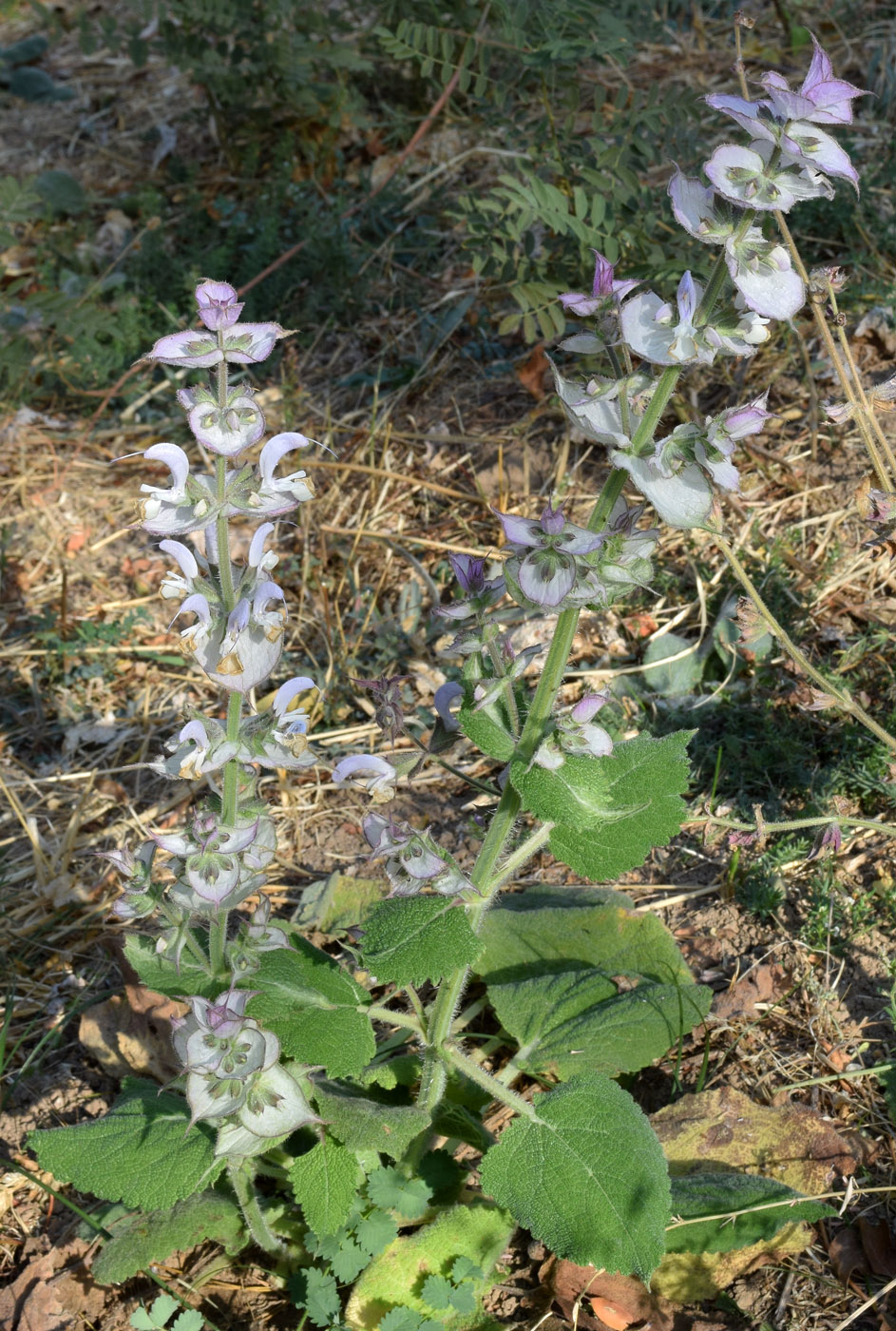 Изображение особи Salvia sclarea.